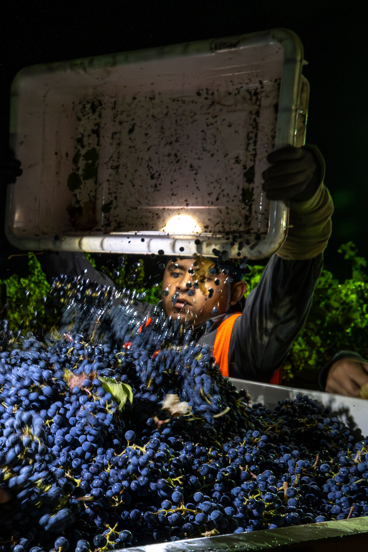 person dumping a bin of red grapes