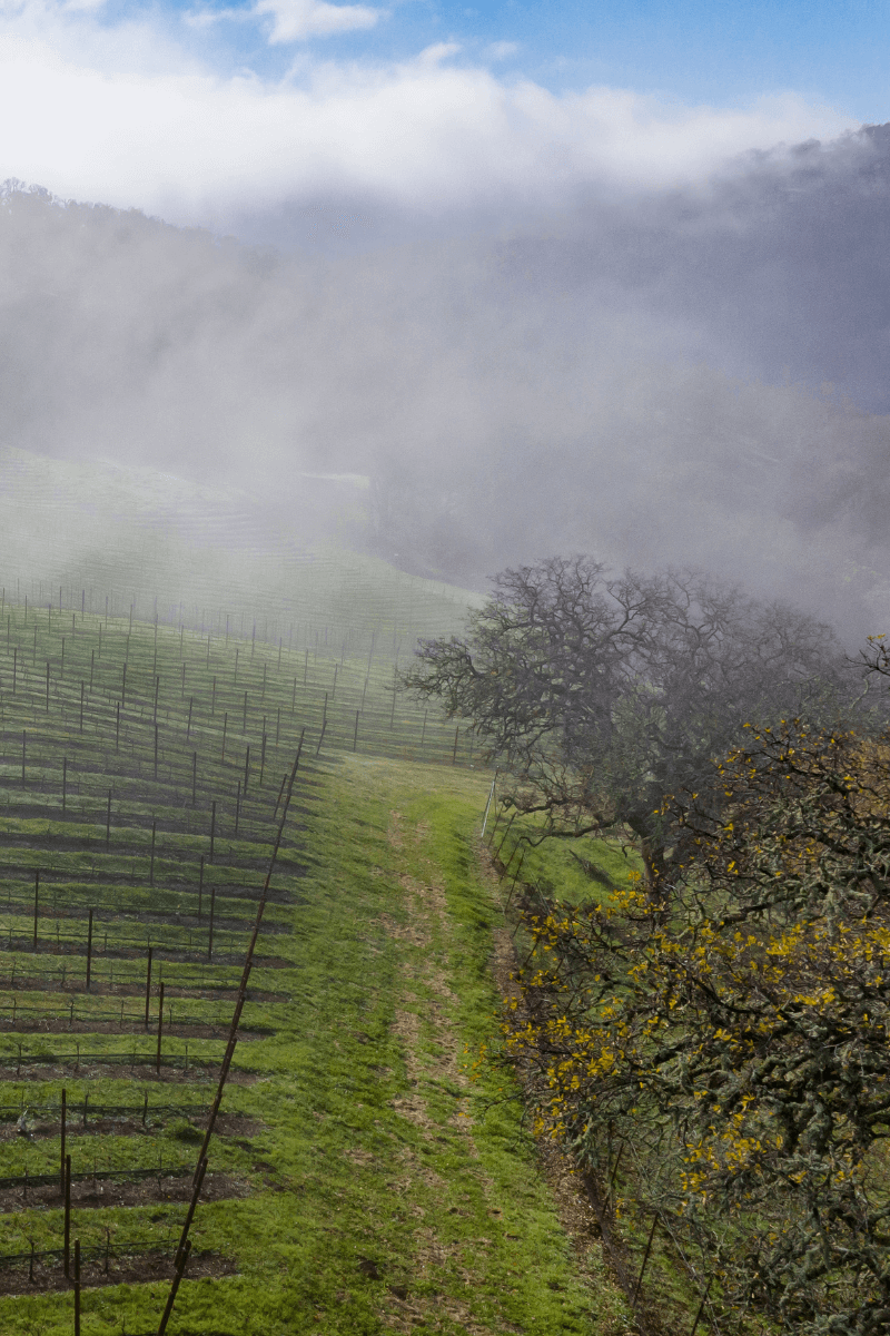 Winter Vineyard