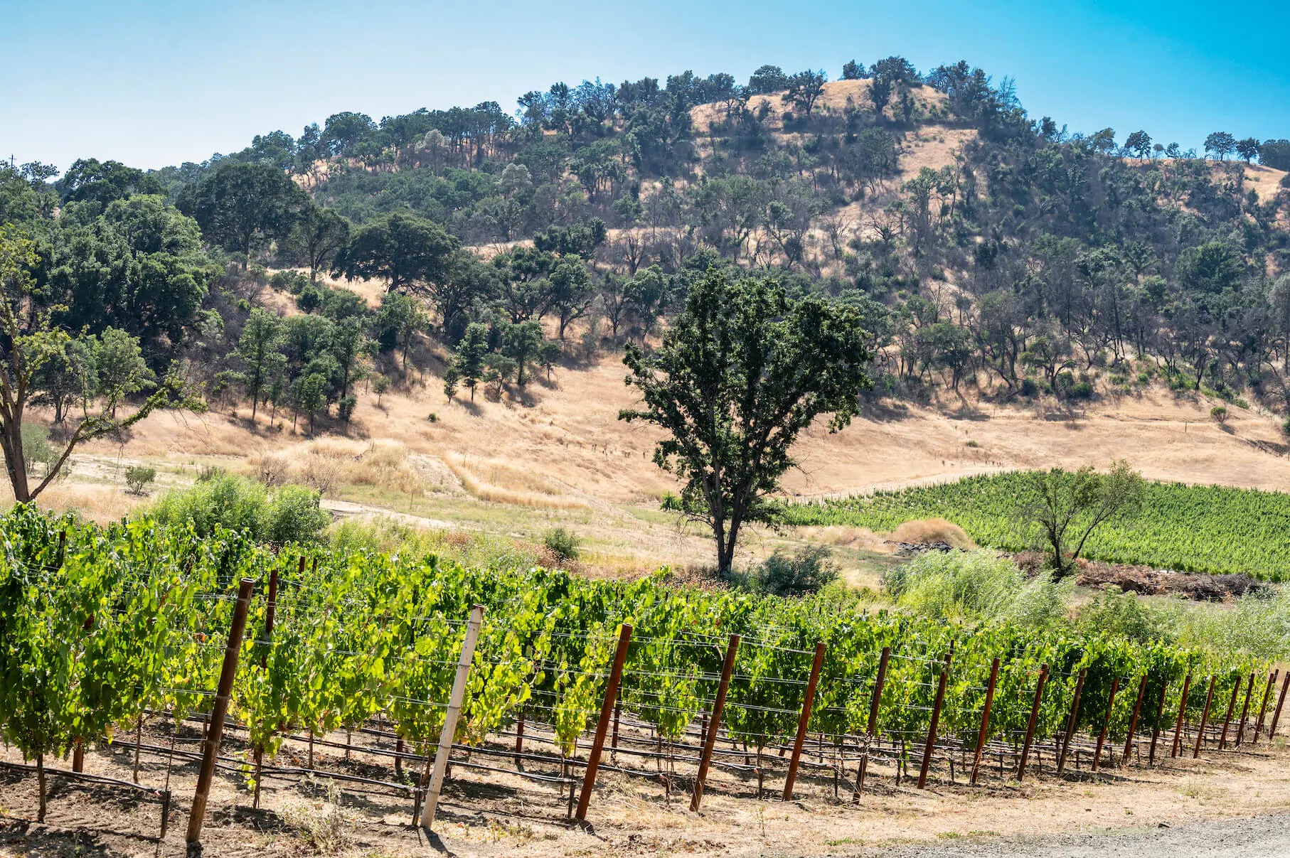 open field with hill and grape vines