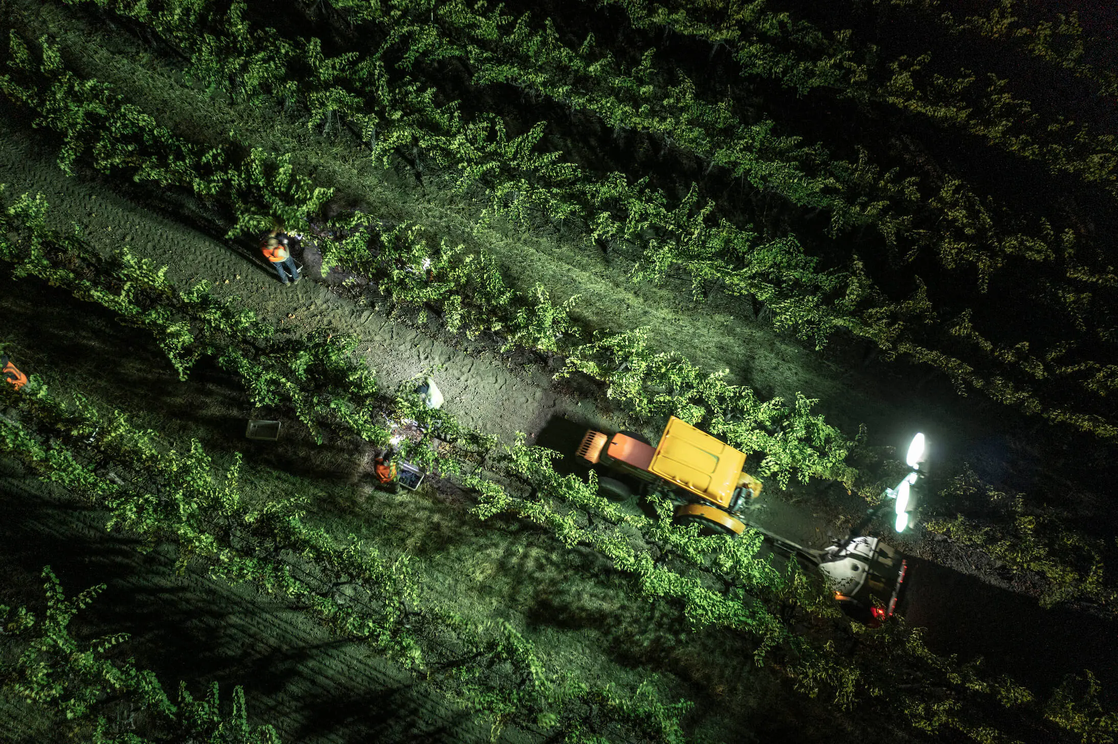 night view of tractor going around vines