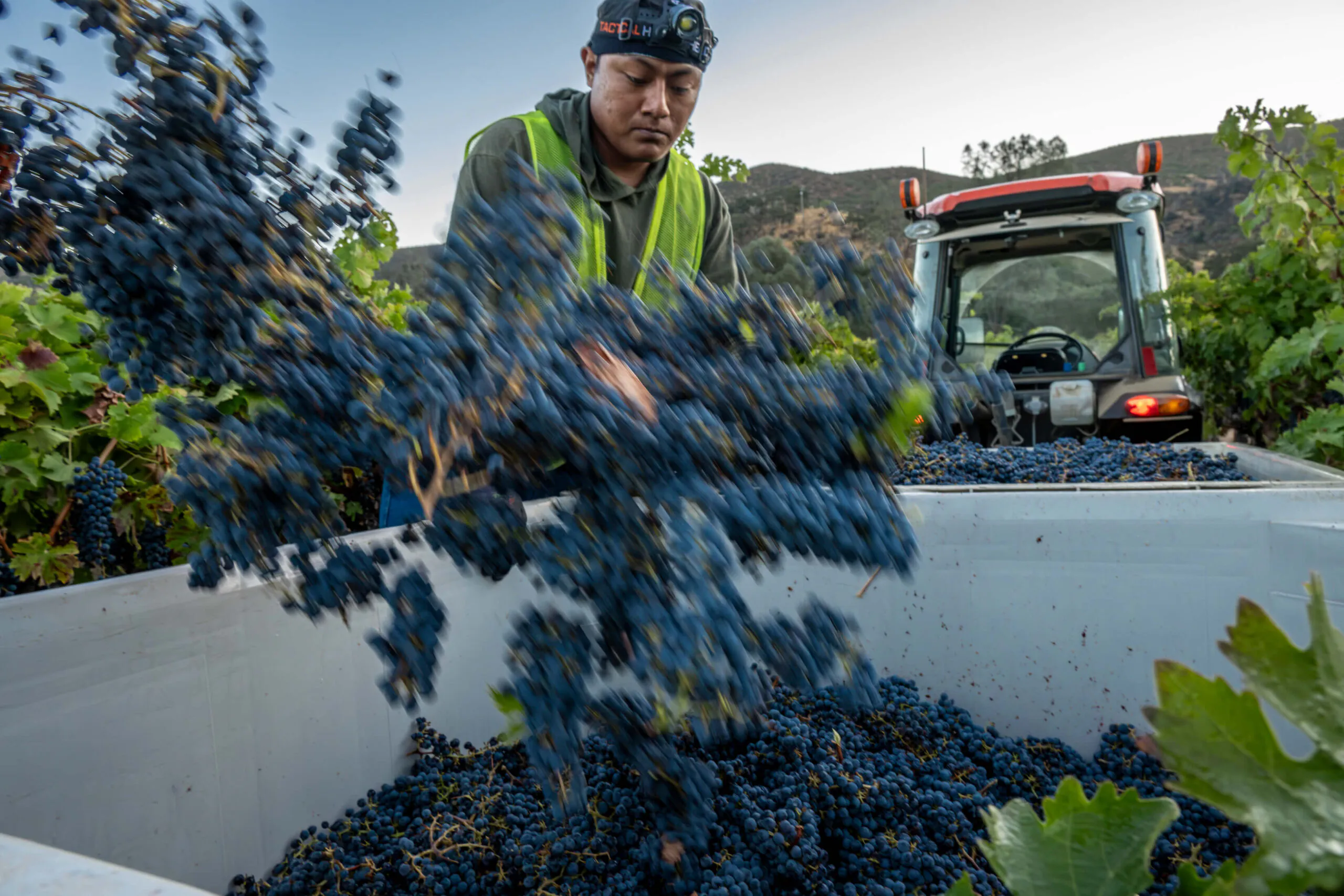 person unloading grapes in a container