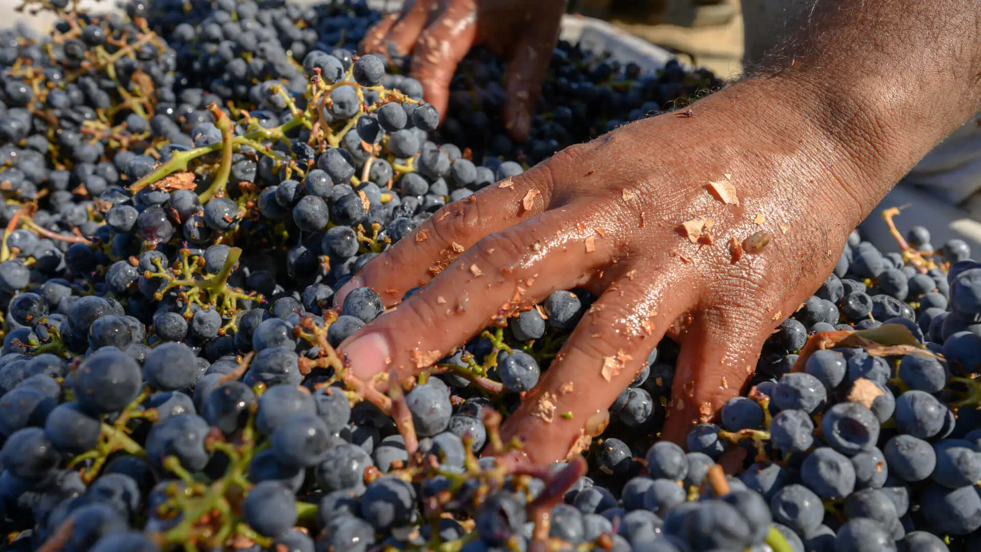 hands over a batch of red grapes