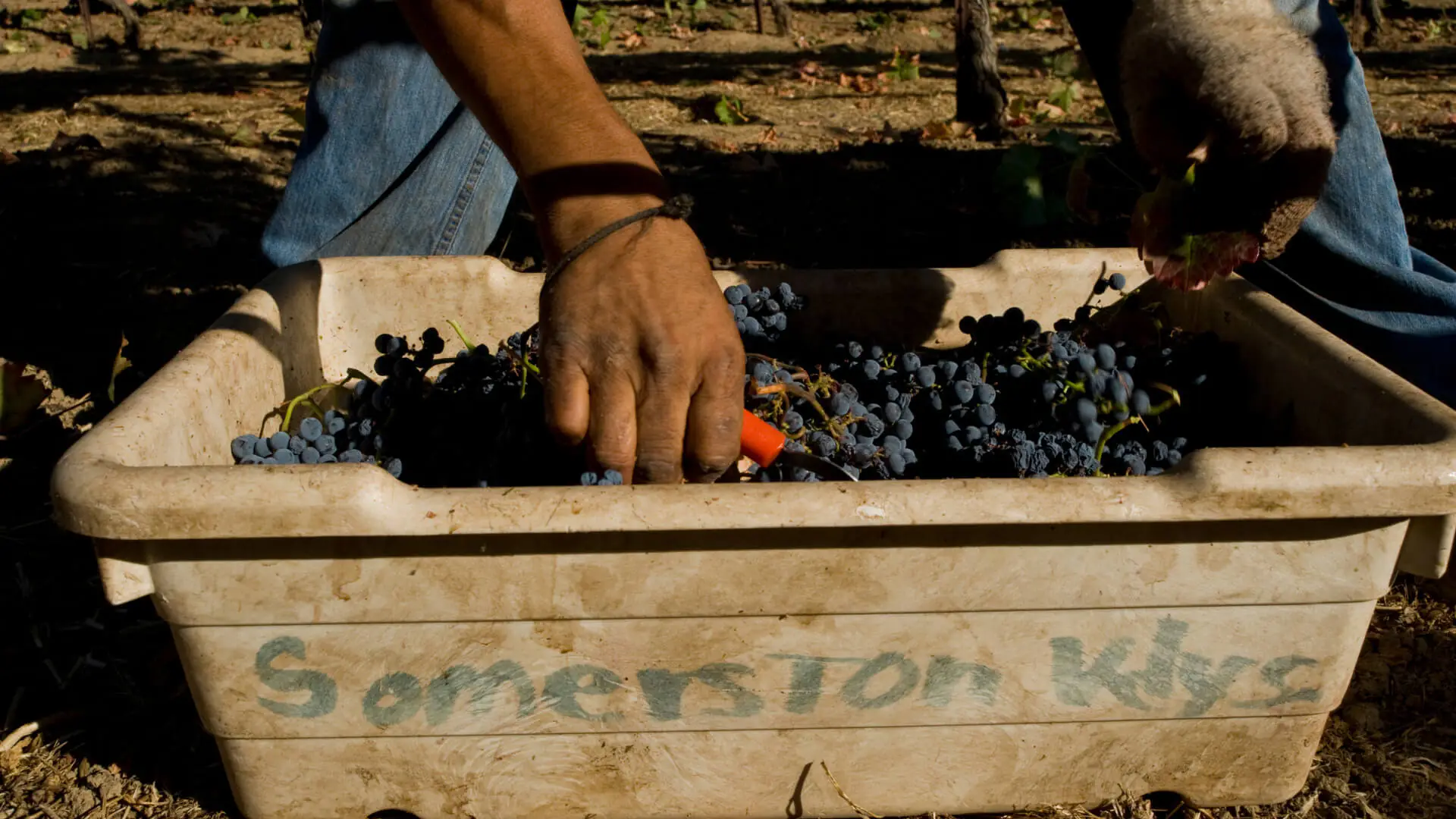 box with grapes person putting hand inside