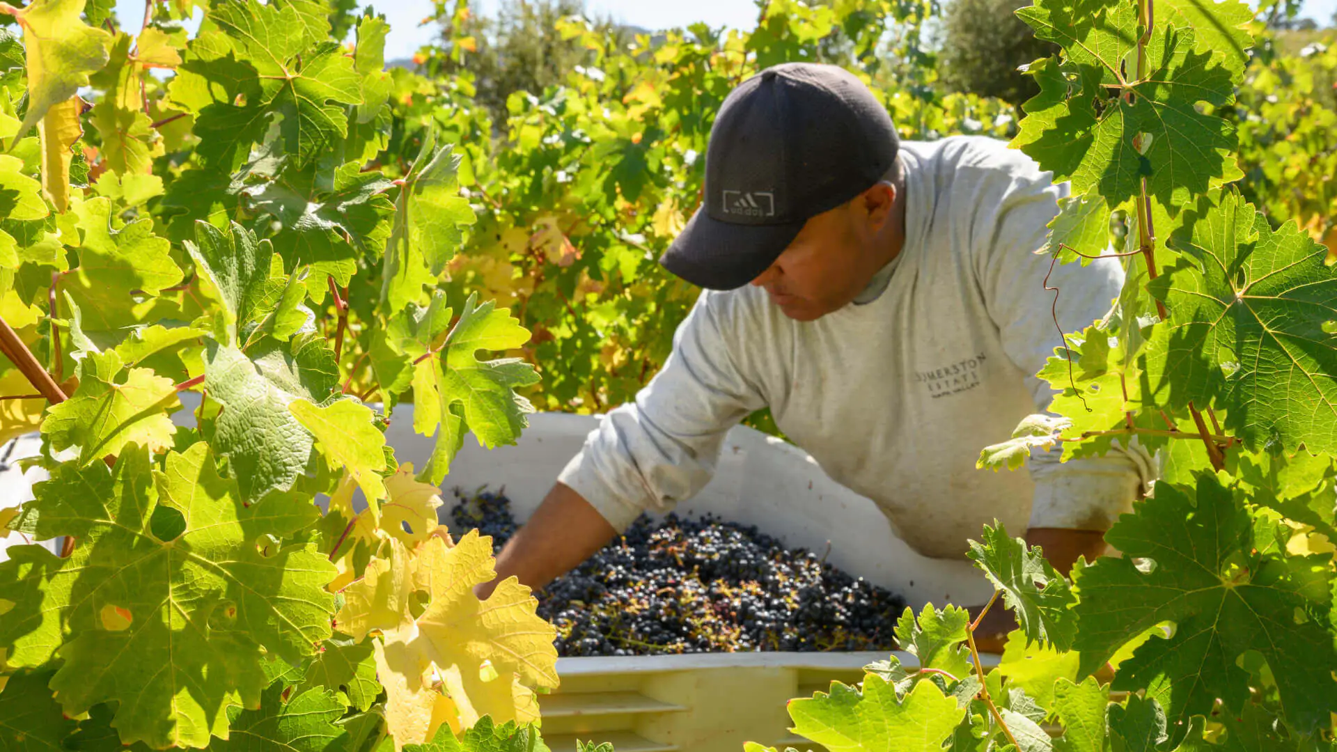 person picking grapes