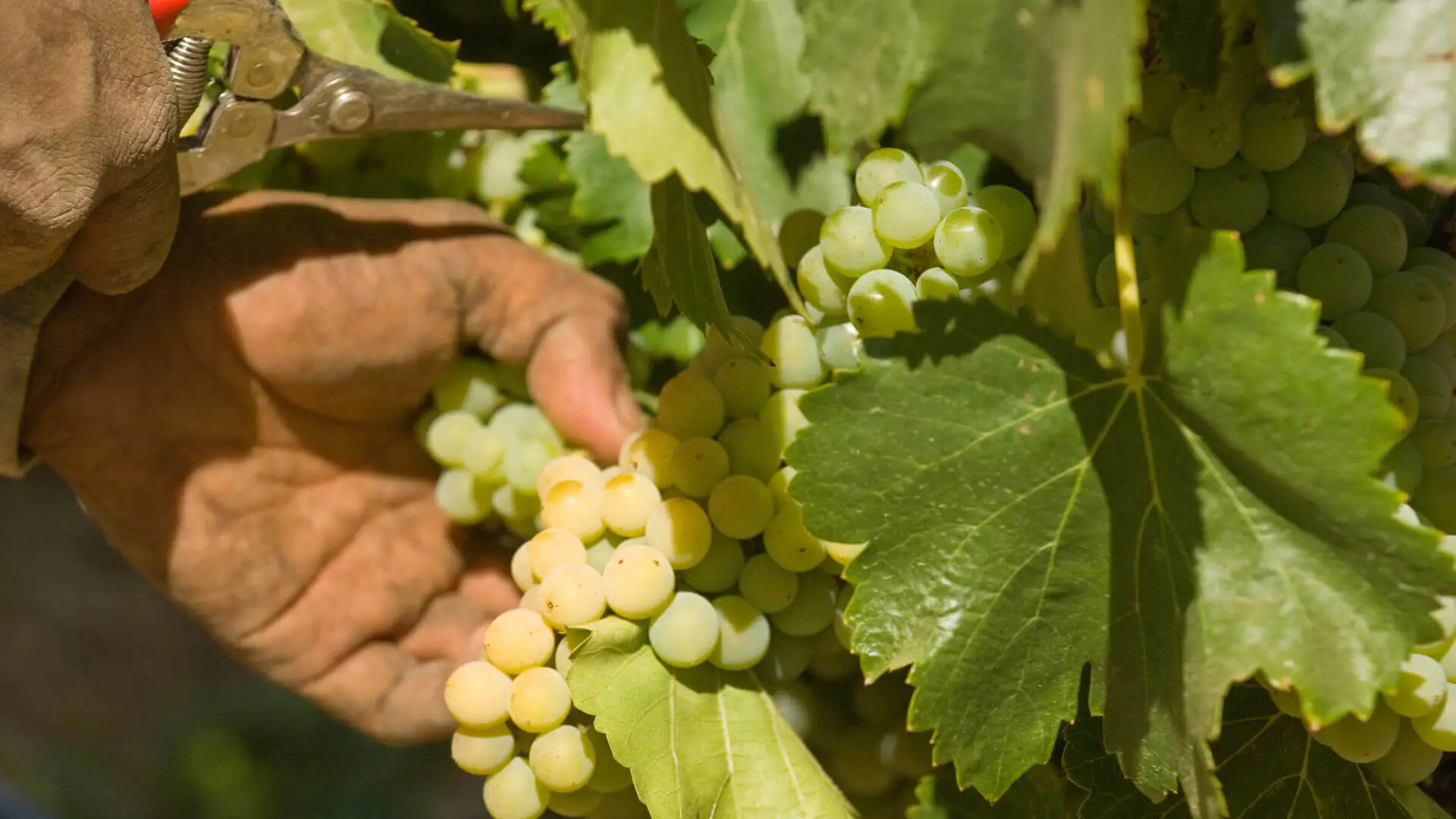 hands picking green grapes