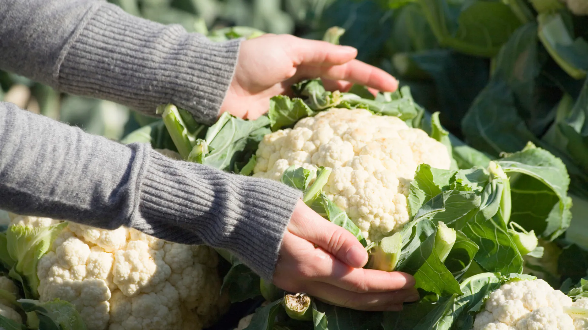 person handling a head of cauliflower