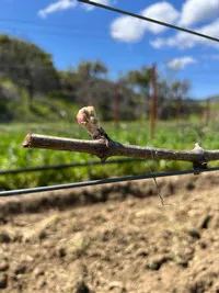 bud break