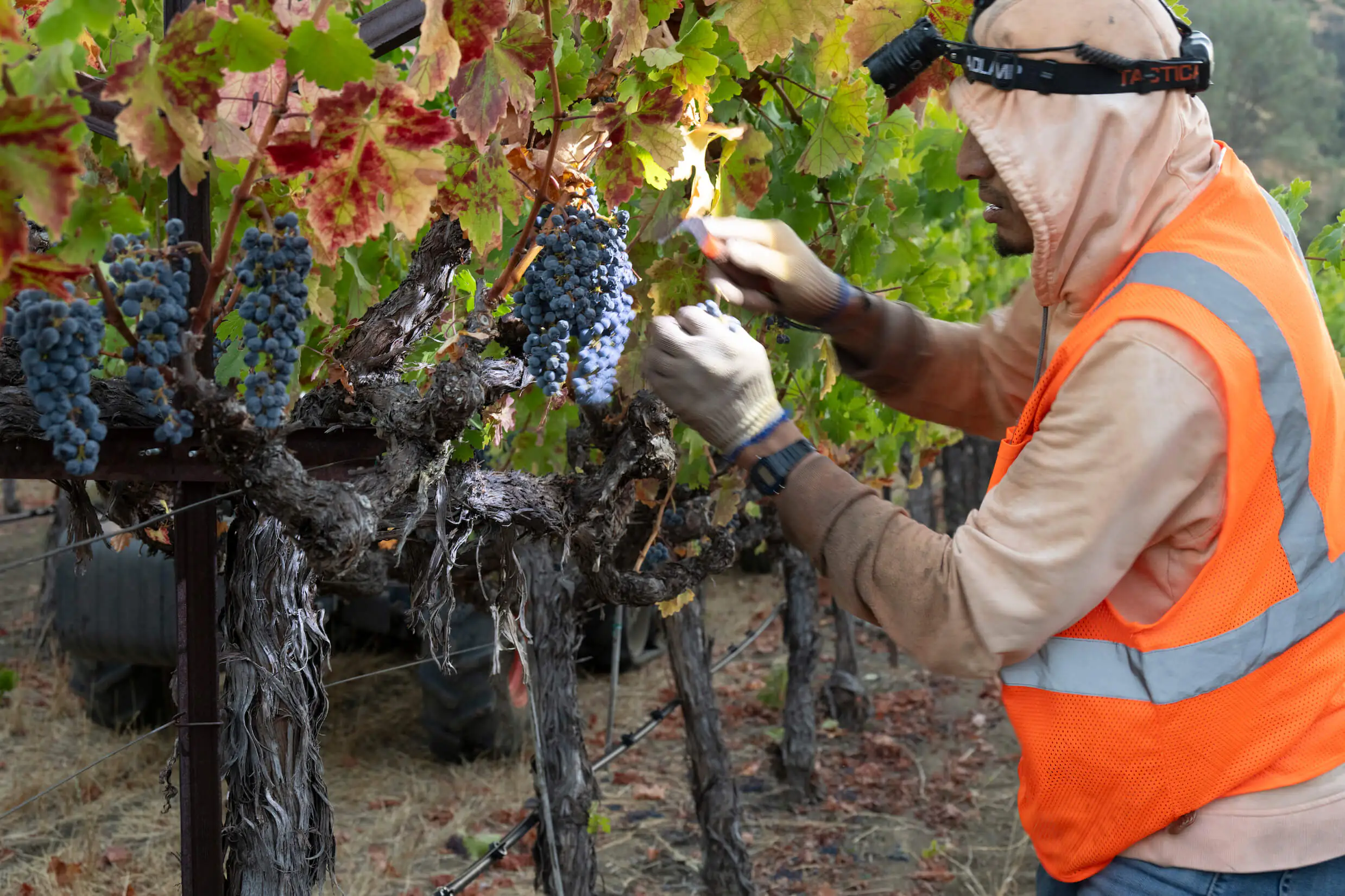 person picking on grape vines