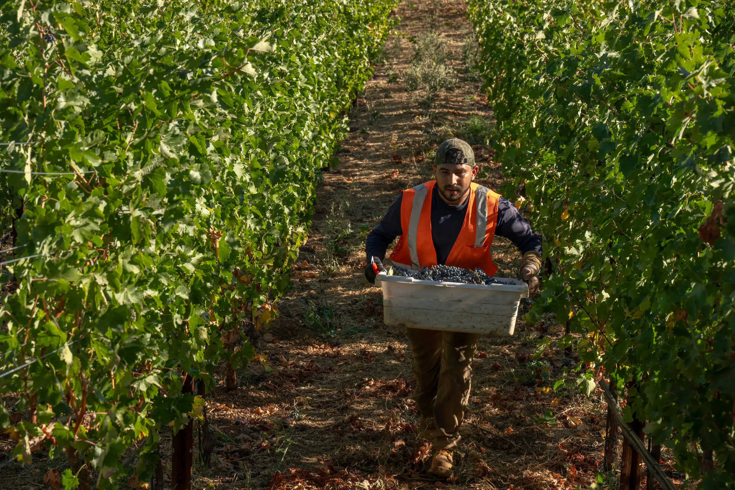 person walking inside rows of grapes