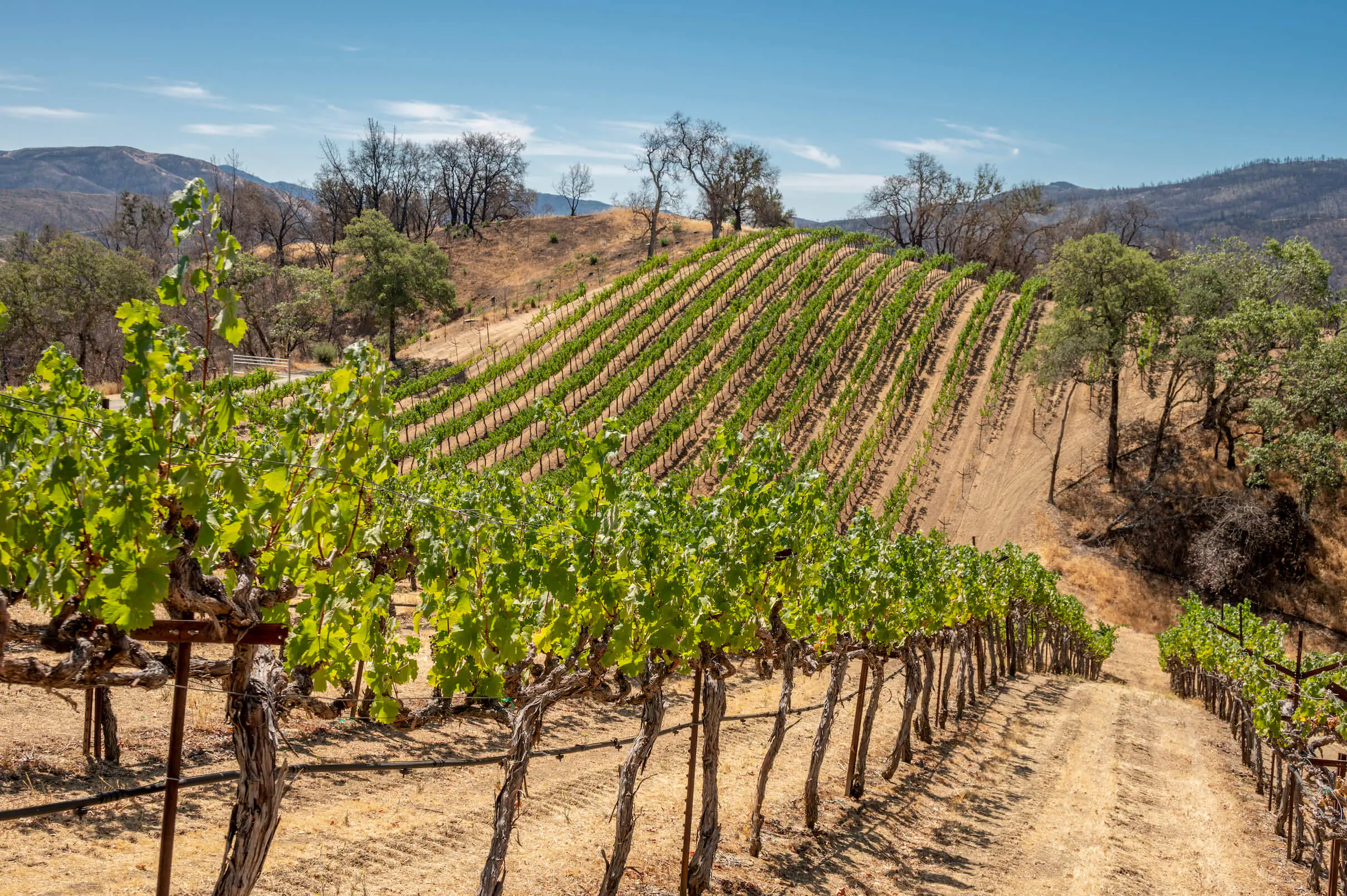 hills with grape vines and clear sky