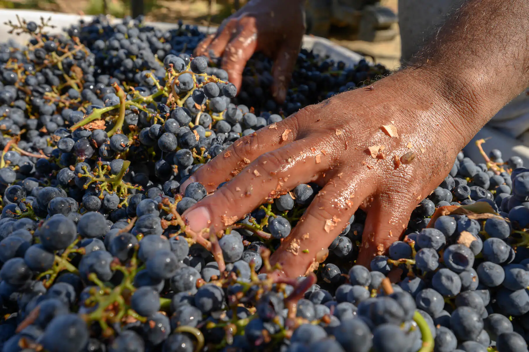 hands in touching batch of grapes