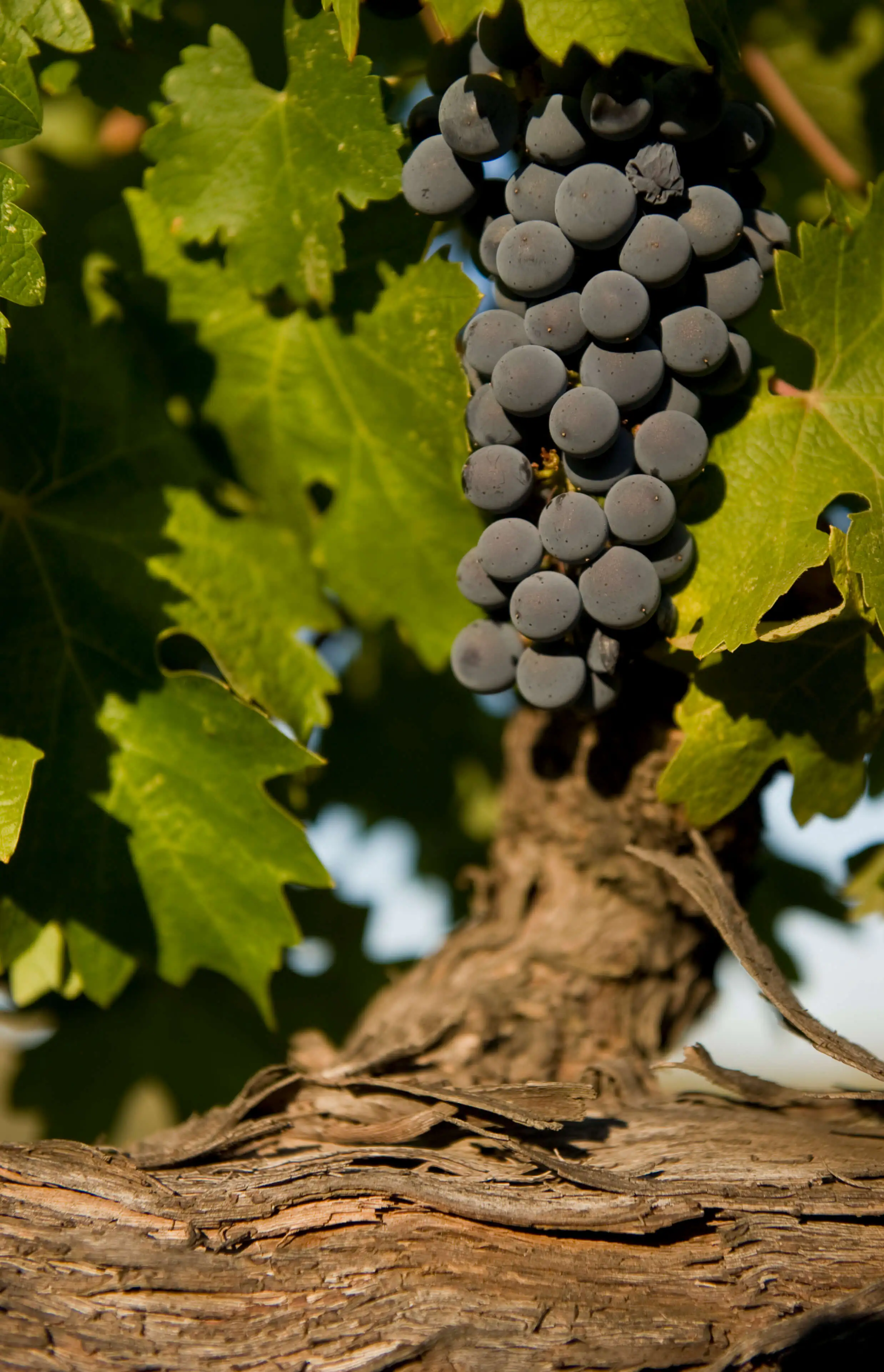 grapes on tree