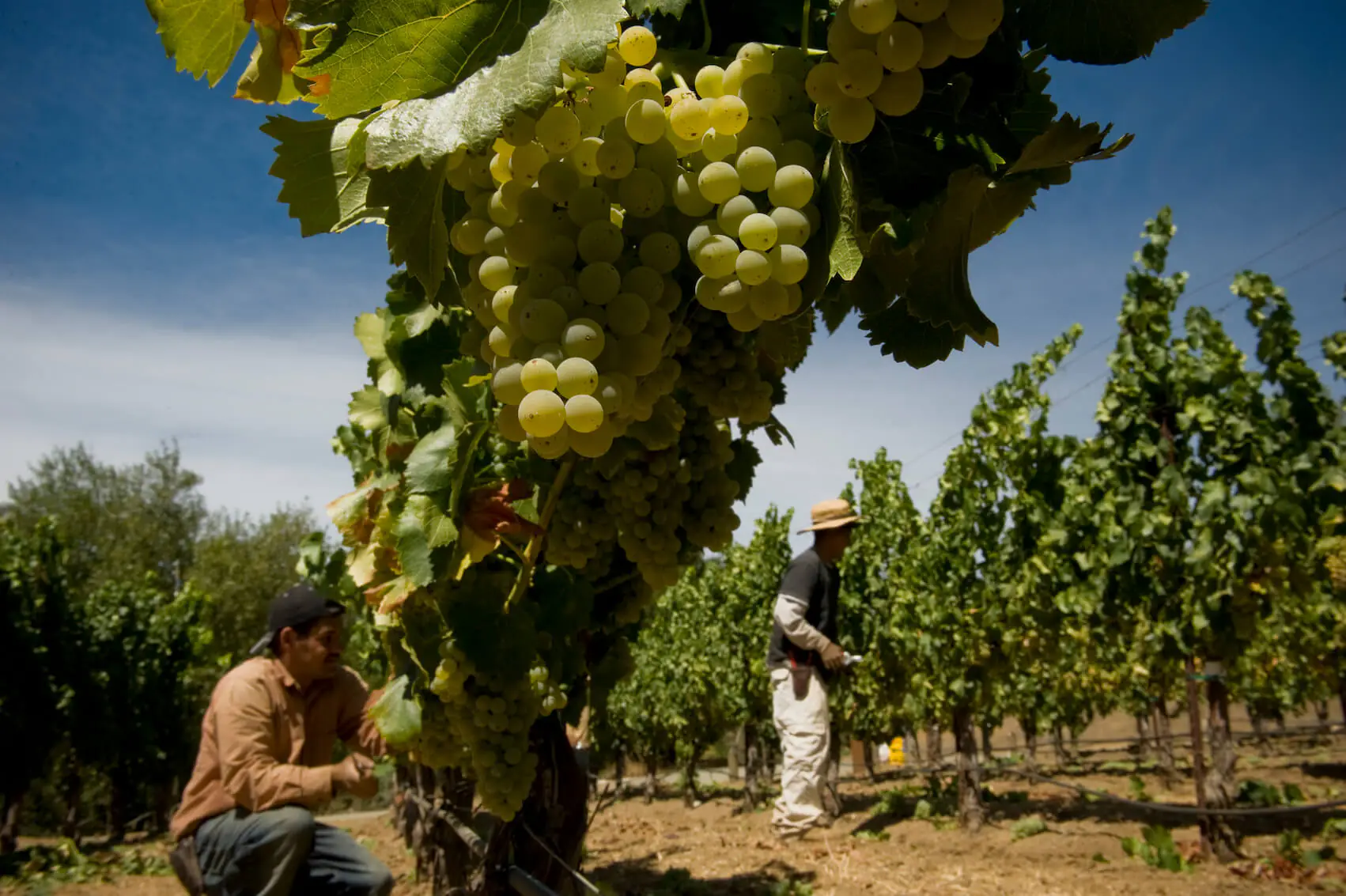 grape vines