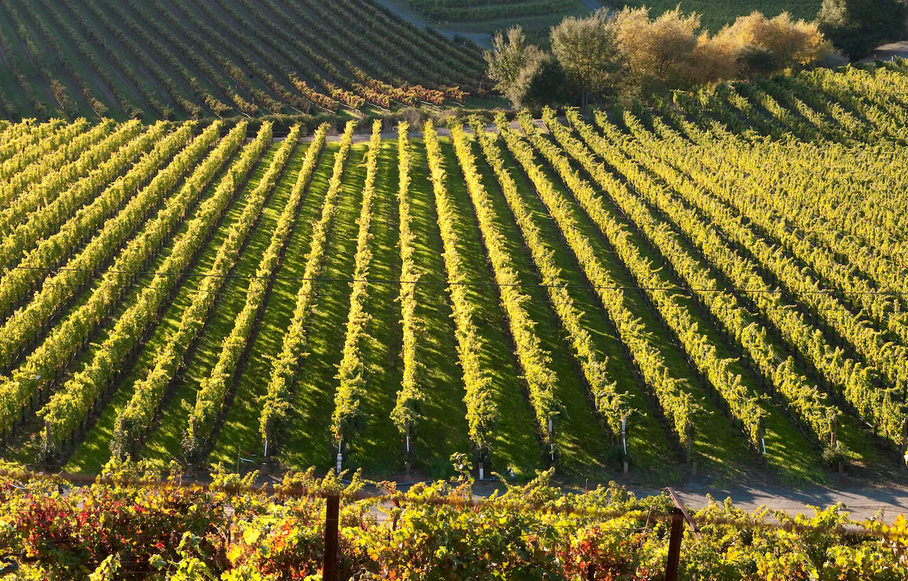 rows of grape vines