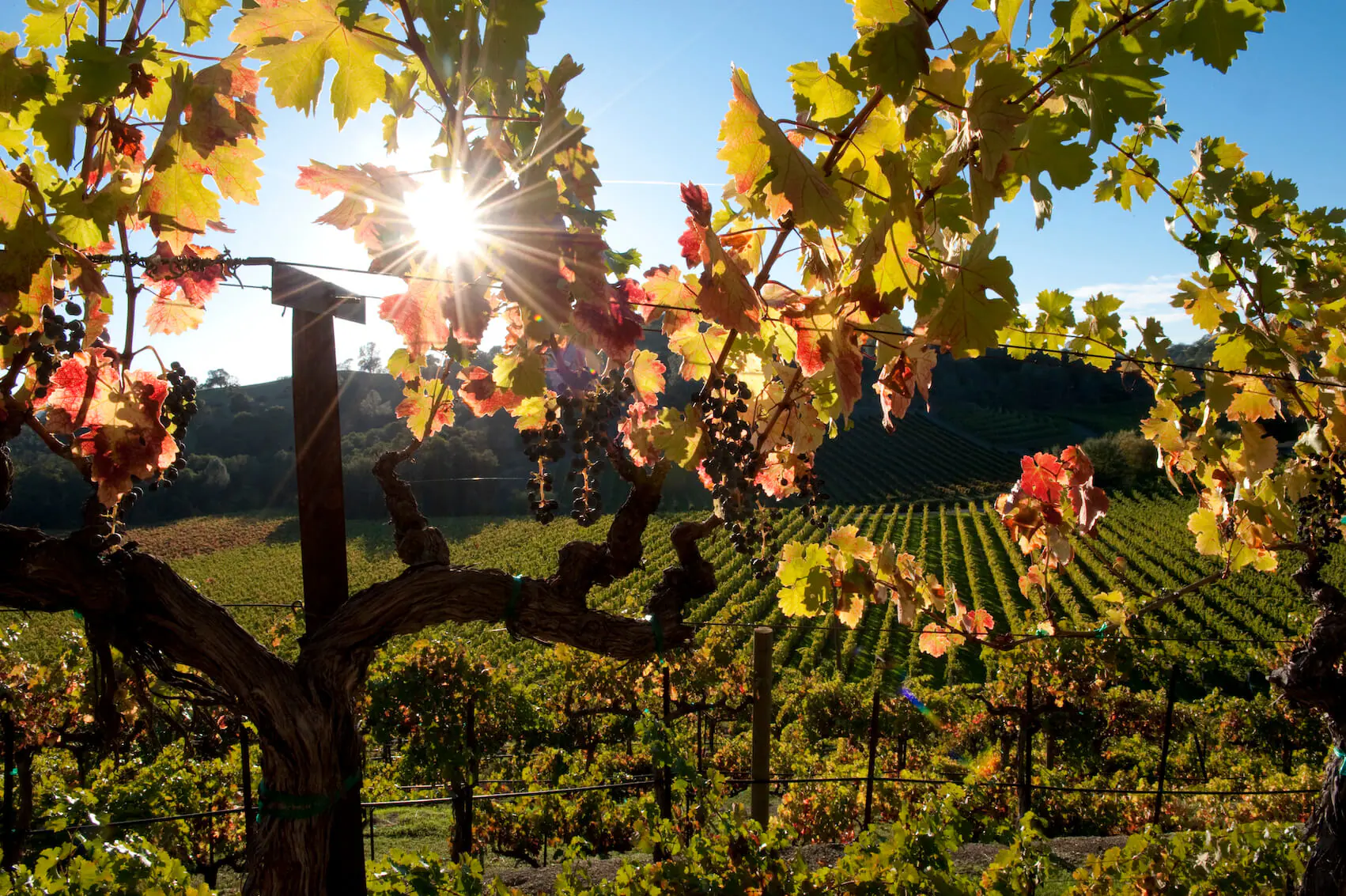 vineyard trees sun shinning through