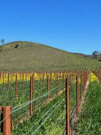 row of grape vine hill on the back