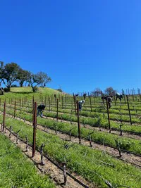 rows of grape vines