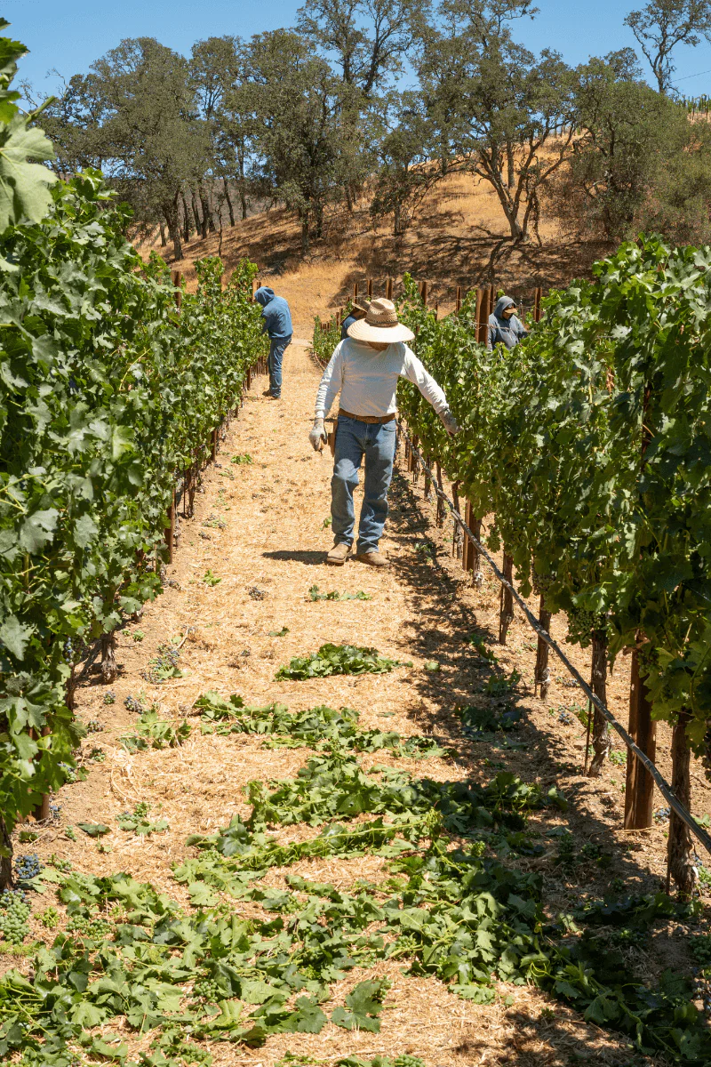 Vineyard Walk