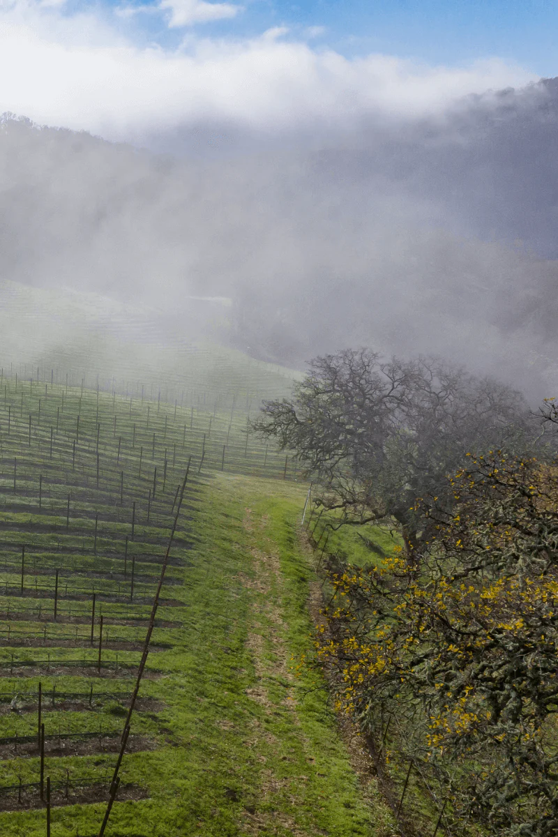 Winter Vineyard